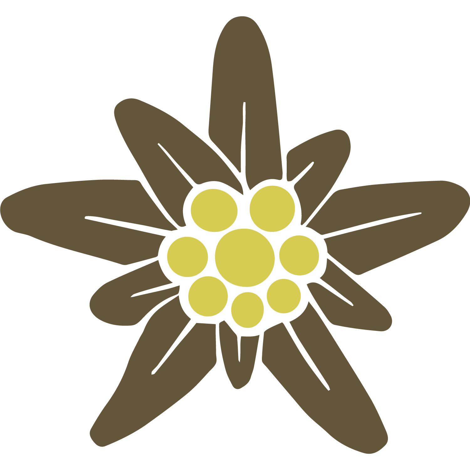 Edelweiss Winter Yellow